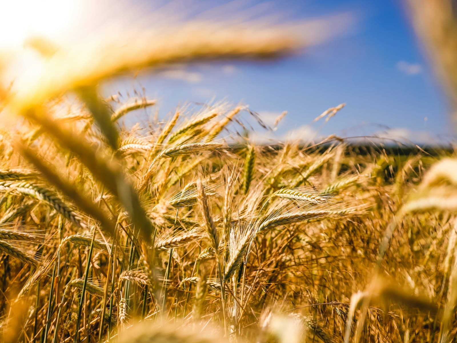 Agribusiness & Food Processing